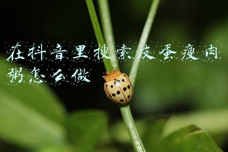 在抖音里搜索皮蛋瘦肉粥怎么做