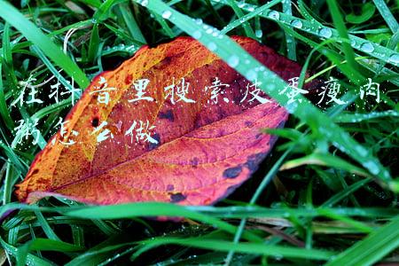 在抖音里搜索皮蛋瘦肉粥怎么做