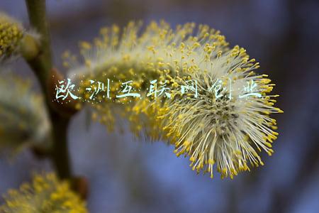 欧洲互联网创业