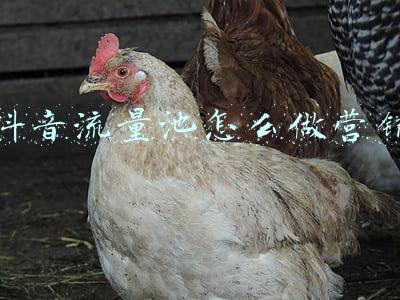 抖音流量池推荐机制(抖音推荐算法机制)