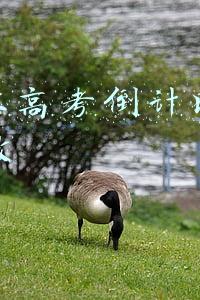 励志壁纸 抖音(抖音篮球场青春壁纸有哪些 励志拼接无水印桌面分享)