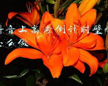 高考日历倒计时壁纸(追光少年，高考加油壁纸陪你冲！)