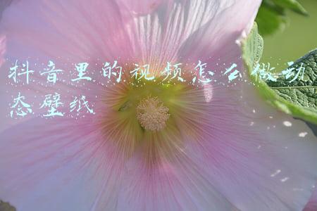 抖音里的视频怎么去水印保存(抖音下载的视频如何快速去掉水印？原来方法这么简单，涨知识了)