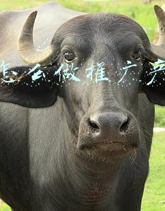 产品推广视频制作(企业制作产品宣传动画需要提前做些什么？王图科技)