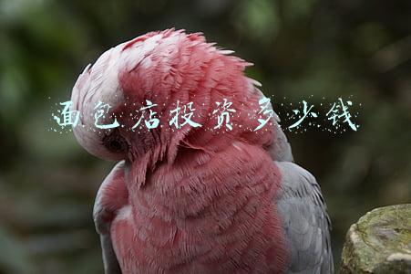 开面包厂投资多少钱:面包厂投资多少钱