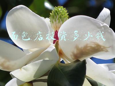 开面包店多少钱《开一家面包店大概要多少钱》