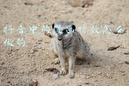 抖音中的漫画特效怎么做的
