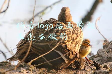 logo烫金效果怎么做(简单易懂！巧用PS设计制作一个酷炫的烫金烫银Logo字体效果！)