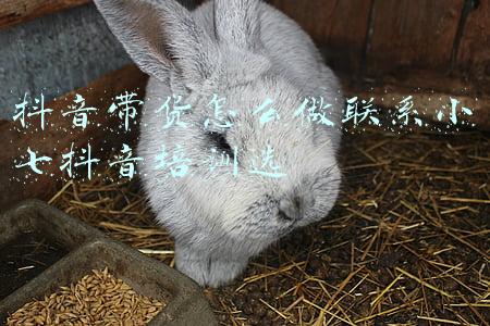 抖音带货怎么做联系小七抖音培训选