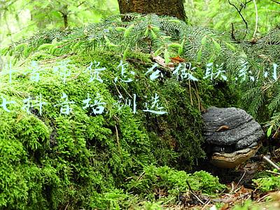 神犬小七第二季(萌宠挑战升级！《神犬小七》第二季正式开机)