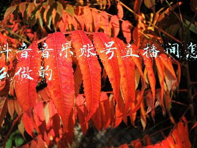 抖音官方账号怎么开直播(教你0经验如何启动抖音直播)
