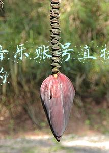 抖音音乐账号直播间怎么做的