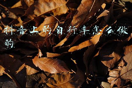 抖音骑个破自行车的(天后又牵手了？我更关心前夫那四千万怎么还)