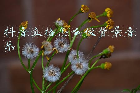 抖音直播怎么做背景音乐