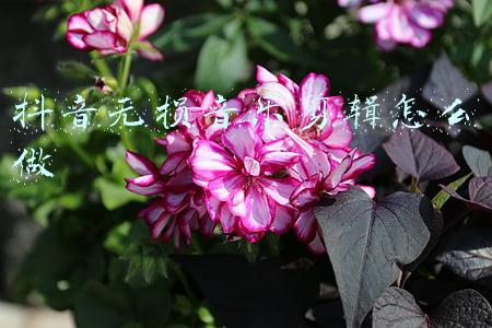 抖音视频剪辑音乐(2021年抖音音乐混剪账号打造套路大全)