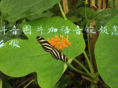 抖音图片加语音视频怎么做