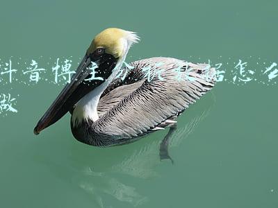 抖音博主分析(质朴中国年 | 抖音四十万粉丝的三农博主怎么过年？)