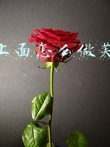 抖音怎么上推荐(抖音作品没有推荐咋办呢？)