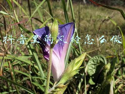 抖音里的风铃怎么做