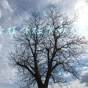 抖音摆臀舞音乐(“萌翻”了！滑雪抗摔神器“小乌龟”护臀成中国雪场亮丽风景线)