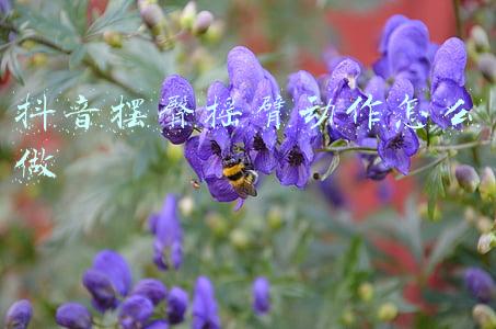 抖音摆臀摇臂动作怎么做