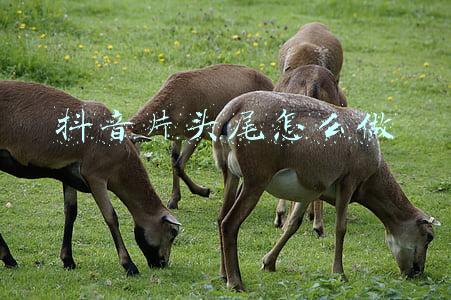头尾统计软件(双色球红球2021050期自然规律统计法头尾分析预测)