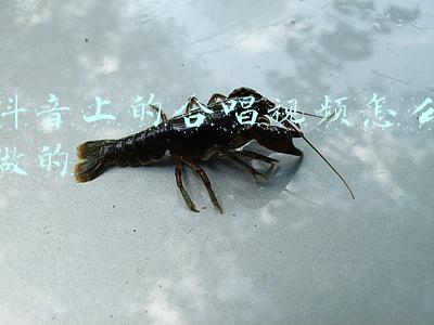 抖音上的合唱视频怎么做的