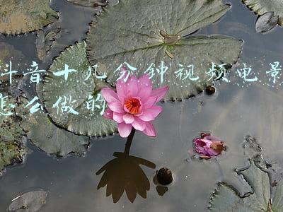 抖音十几分钟的视频怎么拍的(想十分钟制作一个自媒体视频的老师们，请跟我学起来)