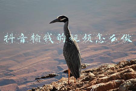 网络赌博输钱能追回吗(玩网赌输的钱可以追回来吗)