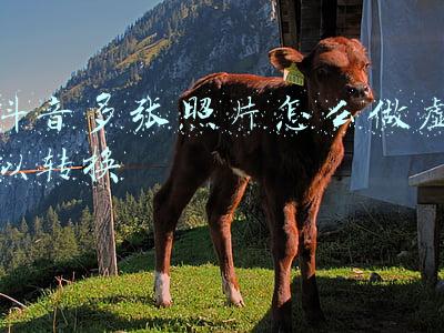 多张照片合并pdf(多张图片怎么合成一个pdf文件？)