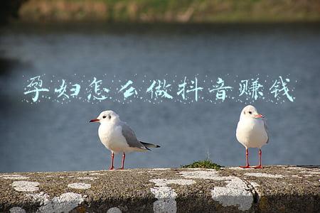 孕妇在家怎么赚钱(孕妈在家怎么挣钱？这3种方法既安全又自由)
