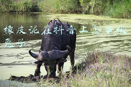 橡皮泥在抖音上怎么做兔子