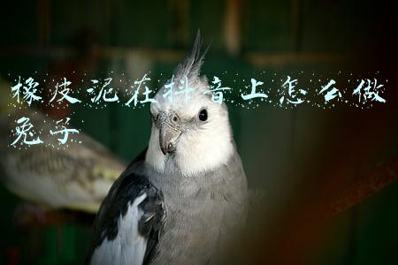 橡皮泥在抖音上怎么做兔子