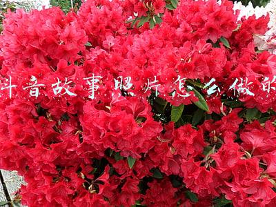 维生素c的故事照片(热搜爆了！靠“早C晚A”续命的是你本人吗？)