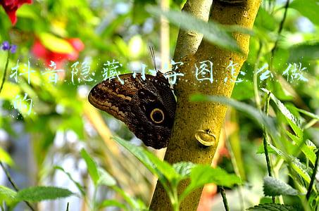 抖音上隐形字图片(B站用命发电？)