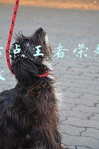 抖音卡点王者荣耀视频怎么做