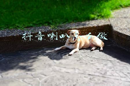 抖音喇叭怎么做