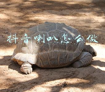 抖音喇叭怎么做
