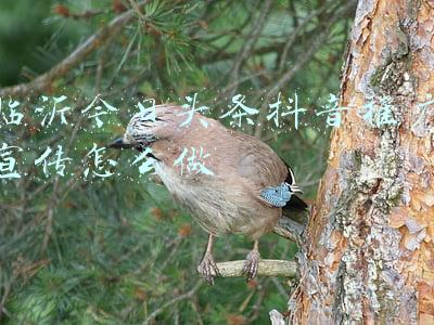 山东临沂废铜今日价格(废铜价格最大上涨1900元，2021年12月17日废铜回收价格调整信息)