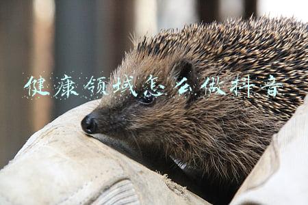 健康领域怎么做抖音