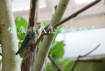 健康领域怎么做抖音