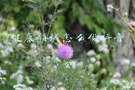 健康领域怎么做抖音