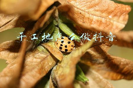 干工地怎么做抖音