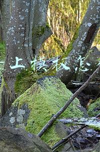 抖音上模板怎么做