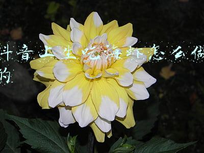 抖音上出来的大虾是什么虾(网红“抖音虾”，简单易学，味道超赞)