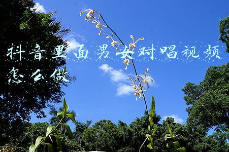 抖音里面男女对唱视频怎么做