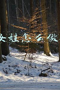 女娃博士(听障女孩考上博士！她那么脆弱，又那么坚强)