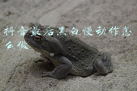 抖音最后黑白慢动作怎么做