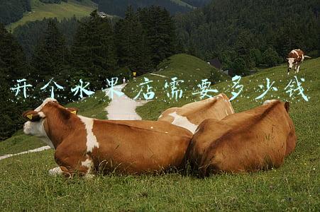 开一个水果店需要多少钱：自己开个水果店要多少钱