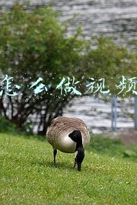 抖音怎么做视频发歌